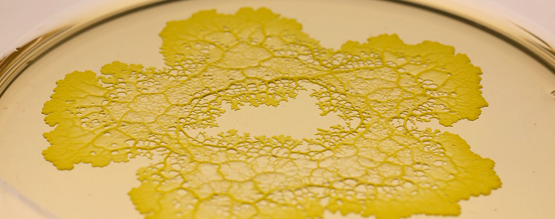 Der Einzeller in der Petrischale