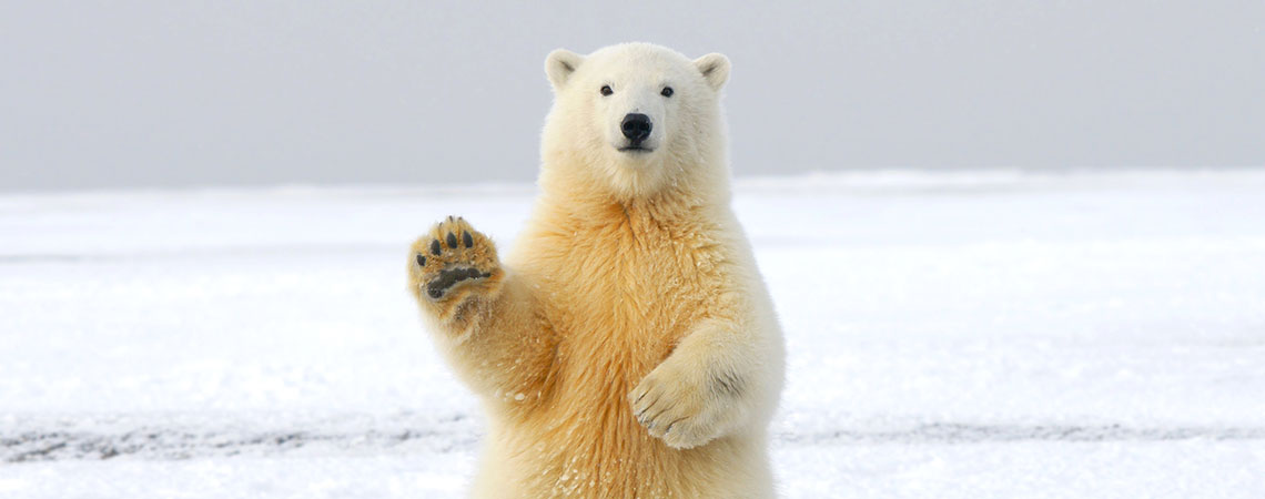 Polarbear