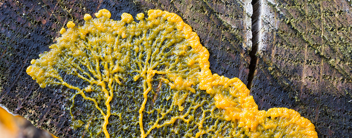 Ein Schleimpilz unterwegs